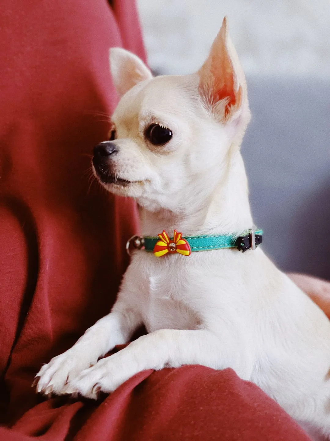 5 Things to Consider Before Adopting a Chihuahua