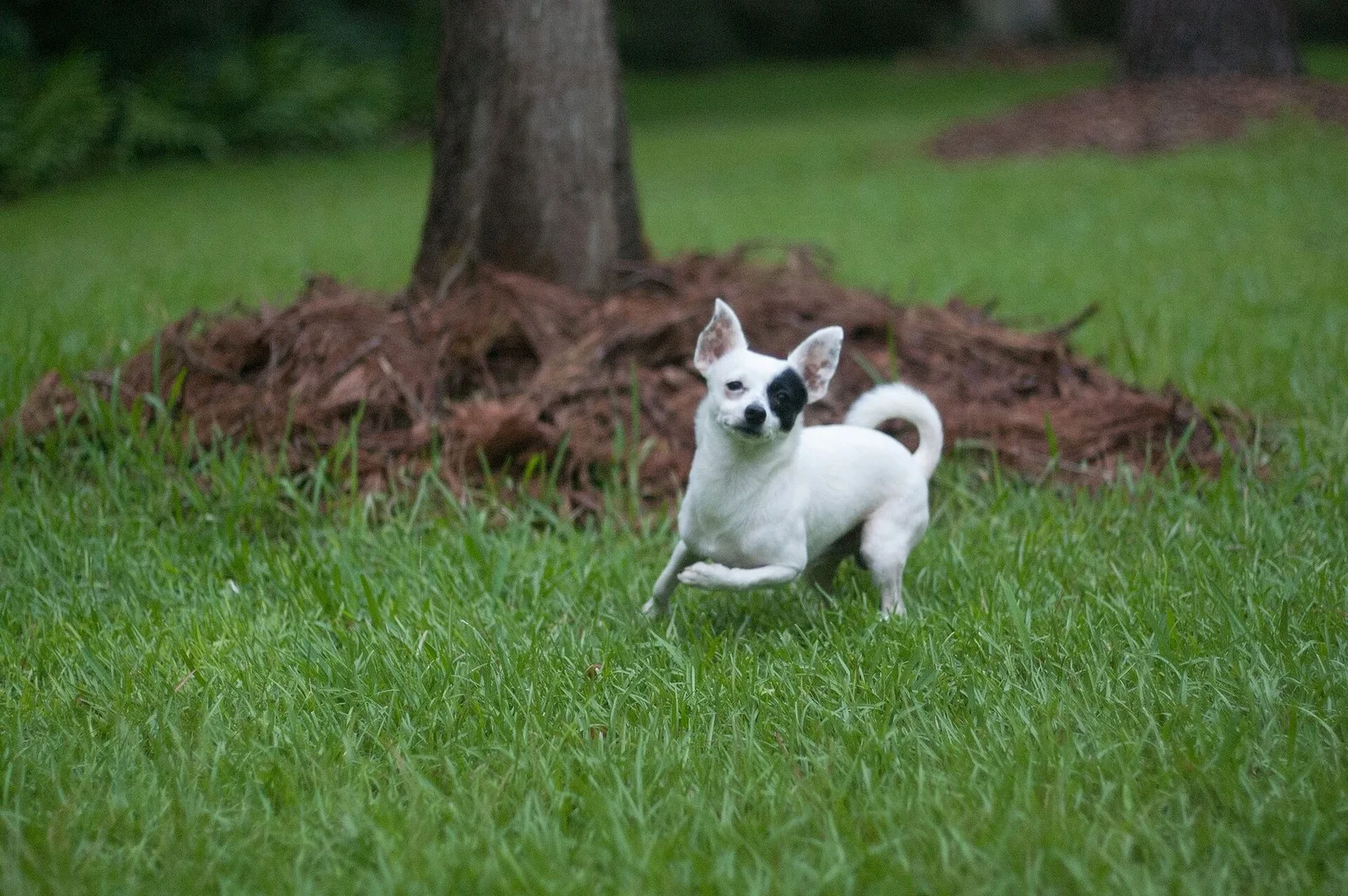 How Bell the Chihuahua Found Three Georgia Girls