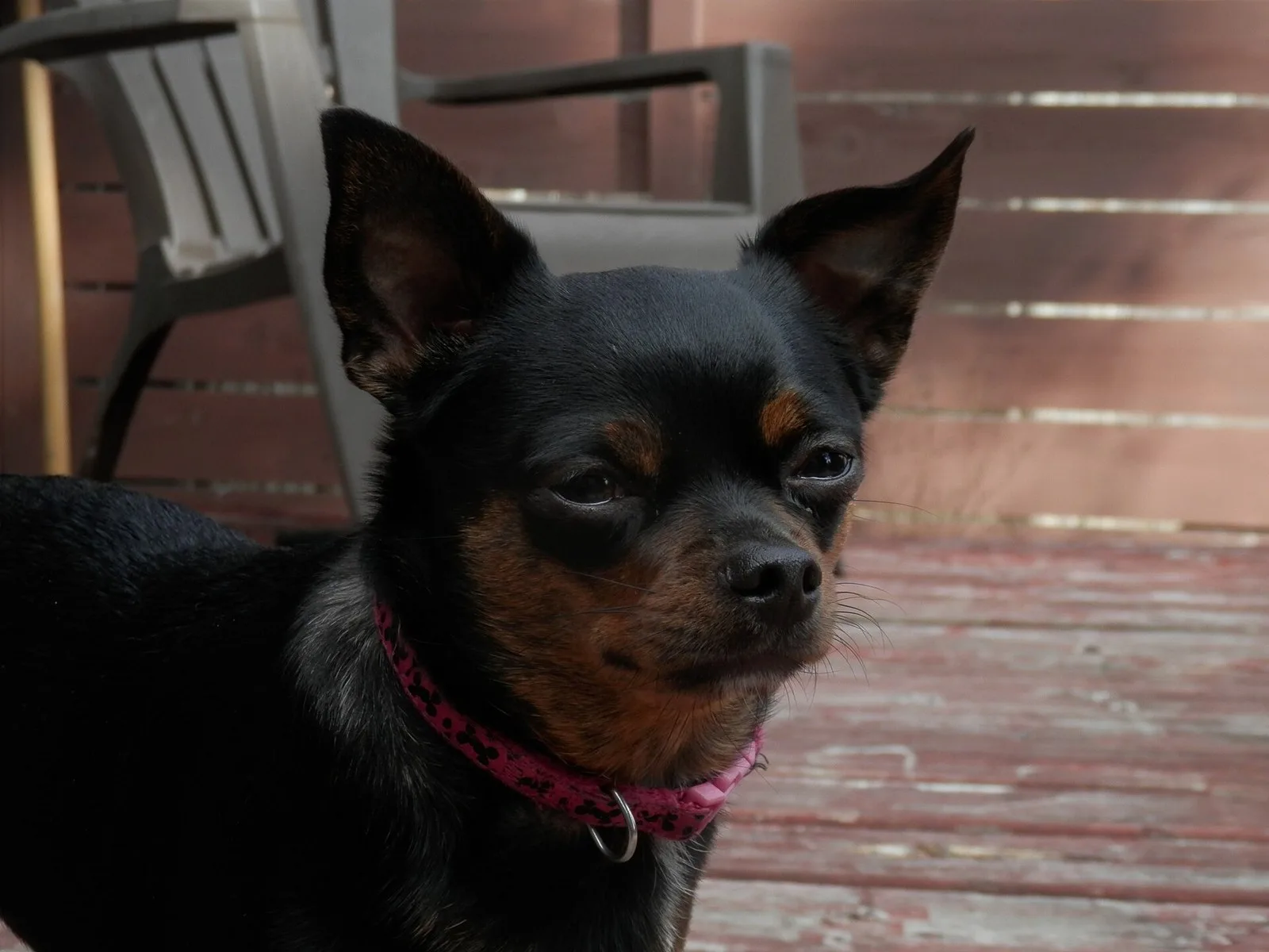 20 Original Chihuahua Meme Captions You Can Reuse