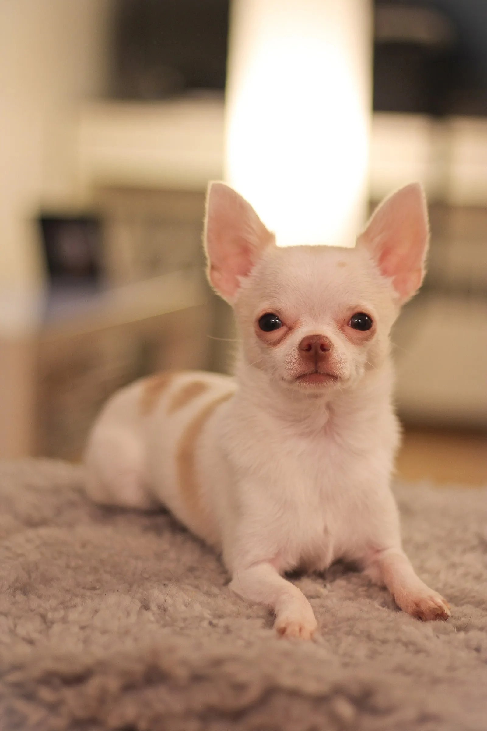 Naming a Chihuahua Sergio? Make the Name Work