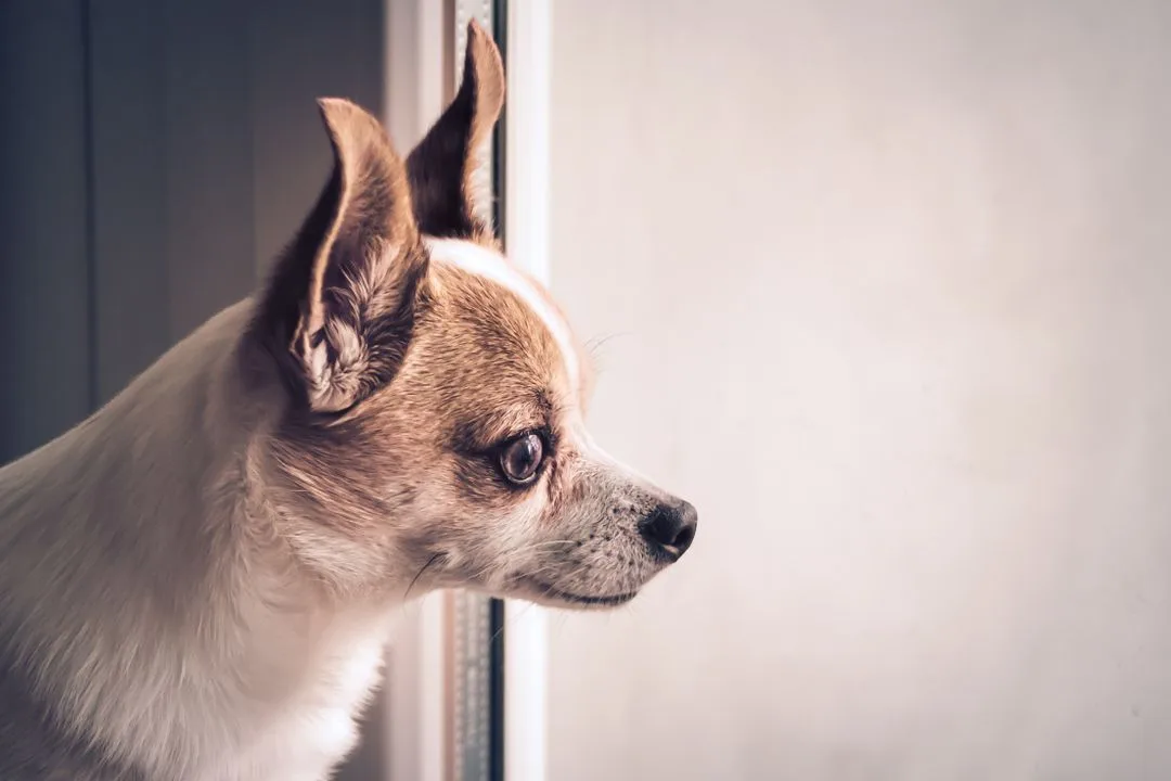 Apartment Essentials Every Chihuahua Owner Needs