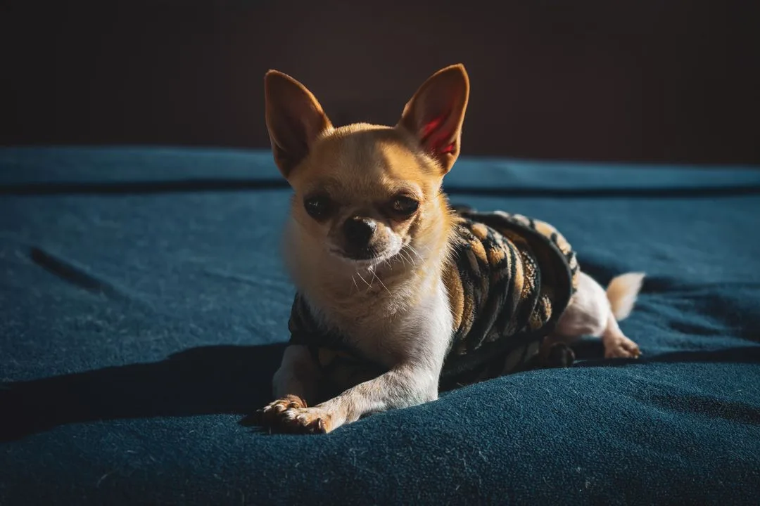 A Chihuahua Christmas: Surviving the Holidays Together