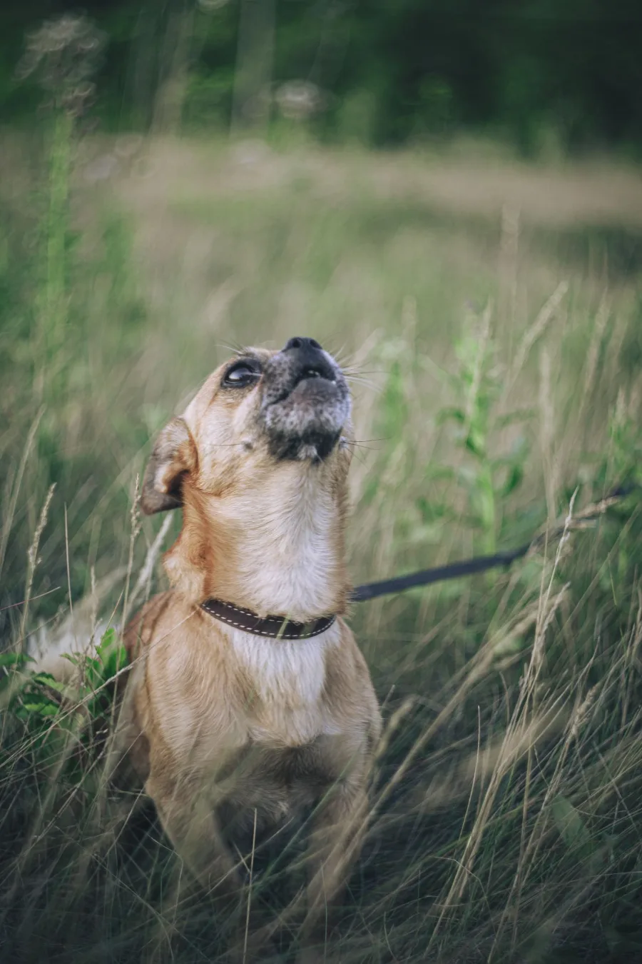 The Little Things Only Chihuahua Owners Understand