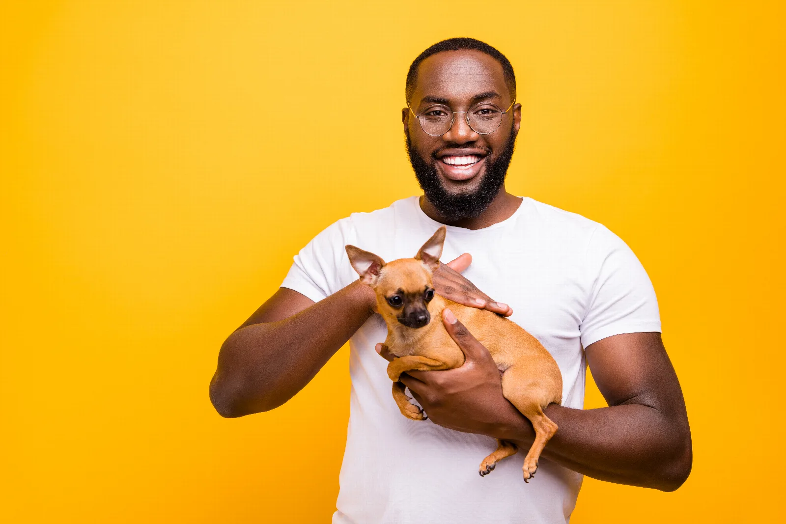The Emergency Vet Visit: A Chihuahua Owner's Guide
