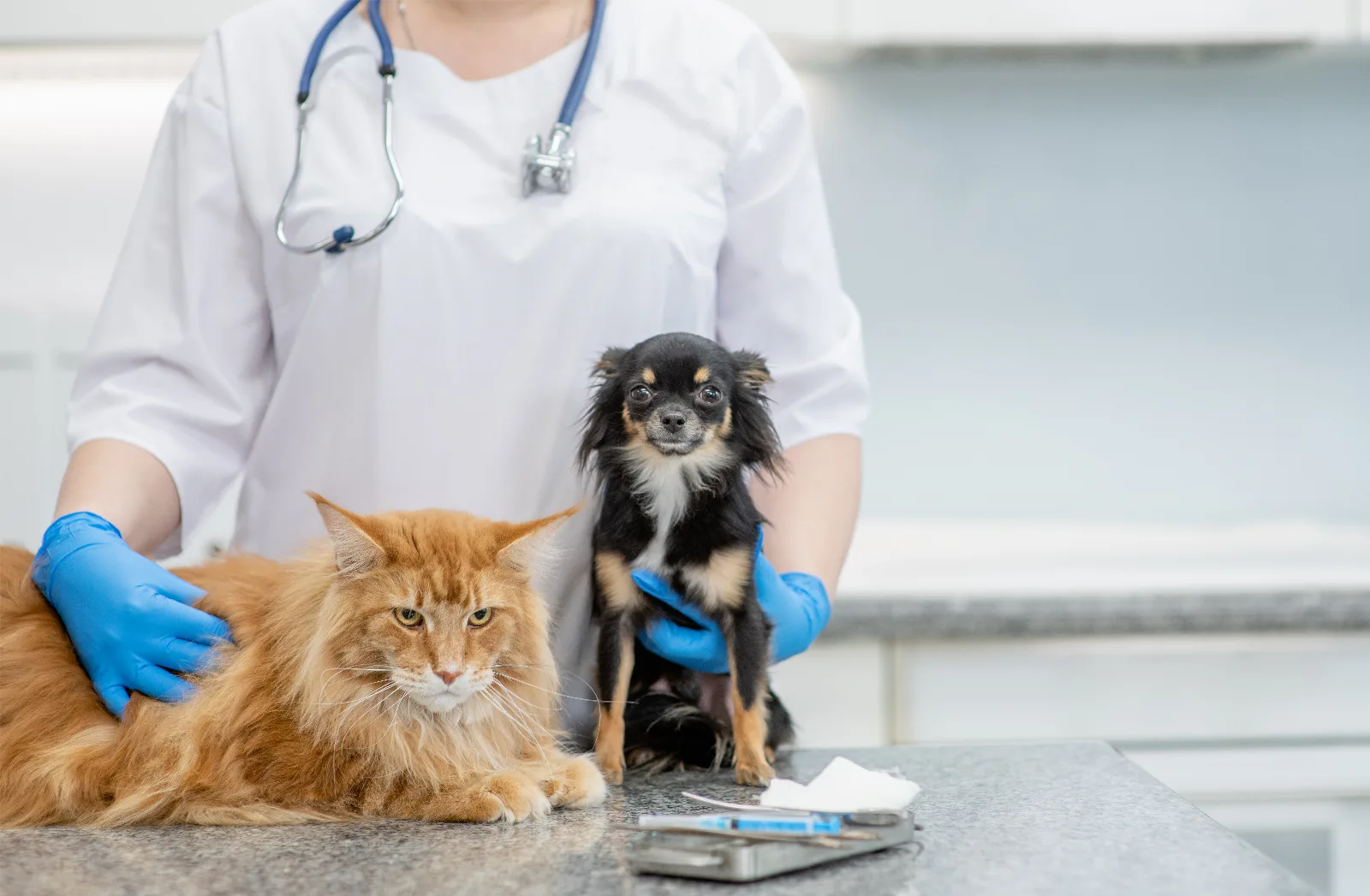 Chihuahua Health Problems: The Owner's Guide to the Breed's Big Eight