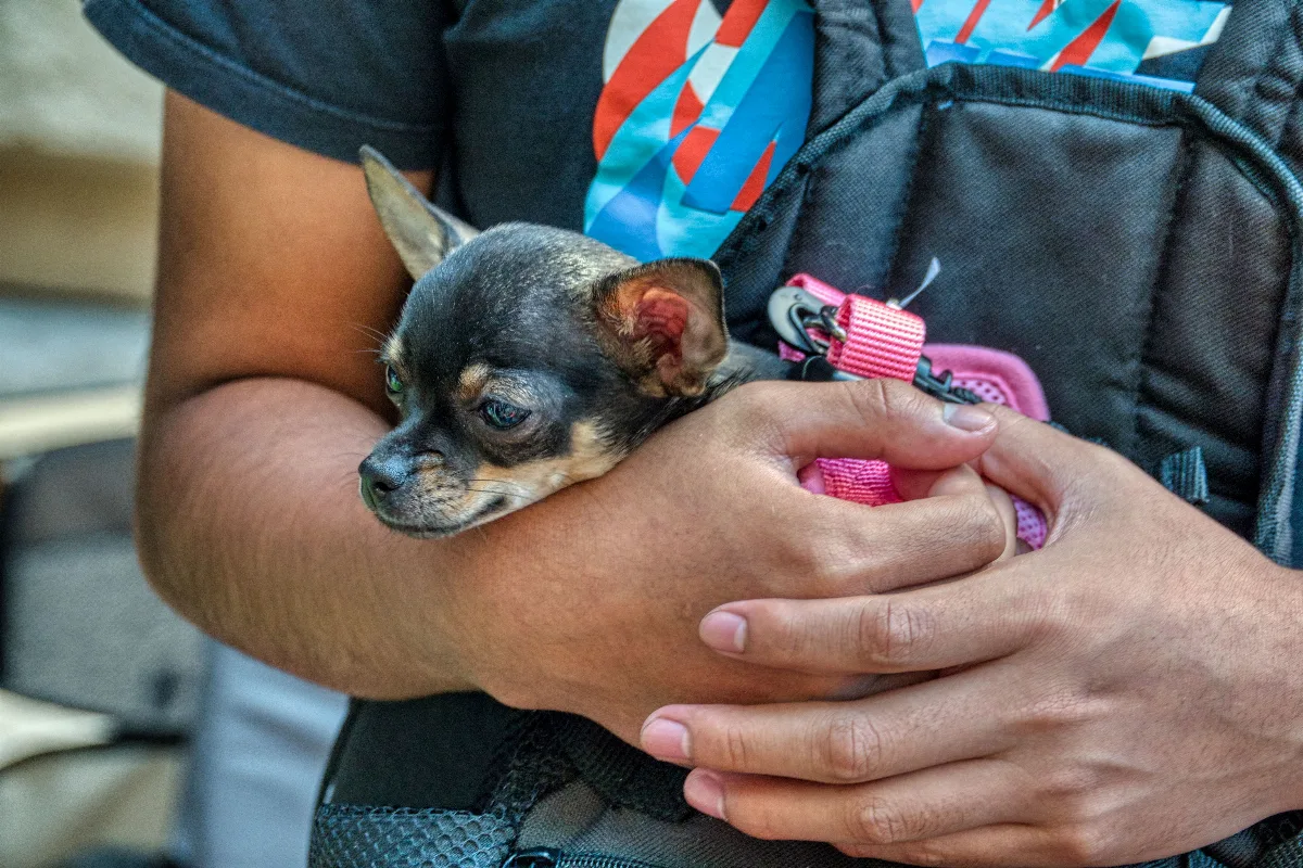 3 Health Conditions Every Chihuahua Owner Should Watch For