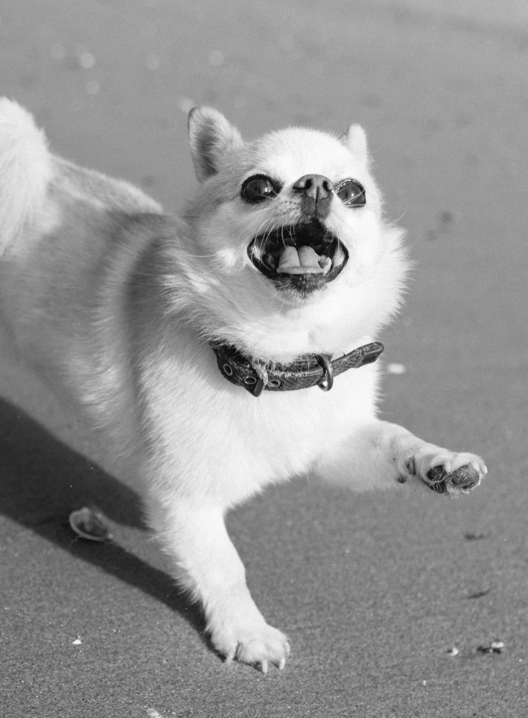 A chihuahua running across beach sand with an even stride