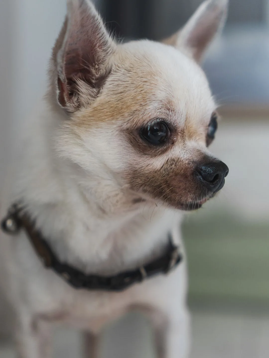 A cream chihuahua close up wearing a black collar