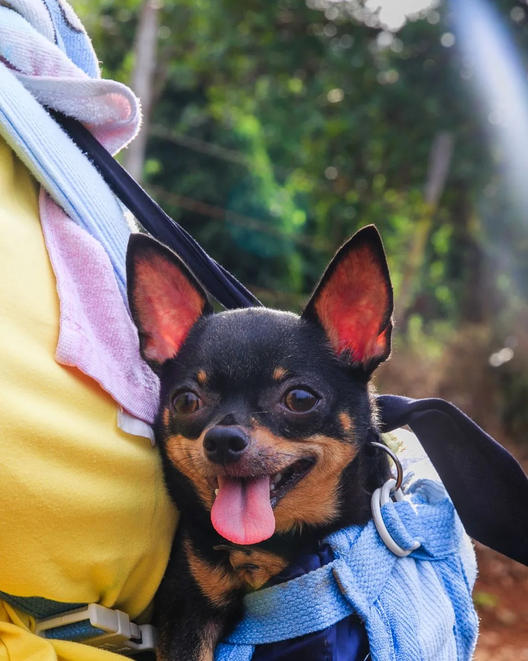Chewy: The Chihuahua Left at a Las Vegas Airport in 2017