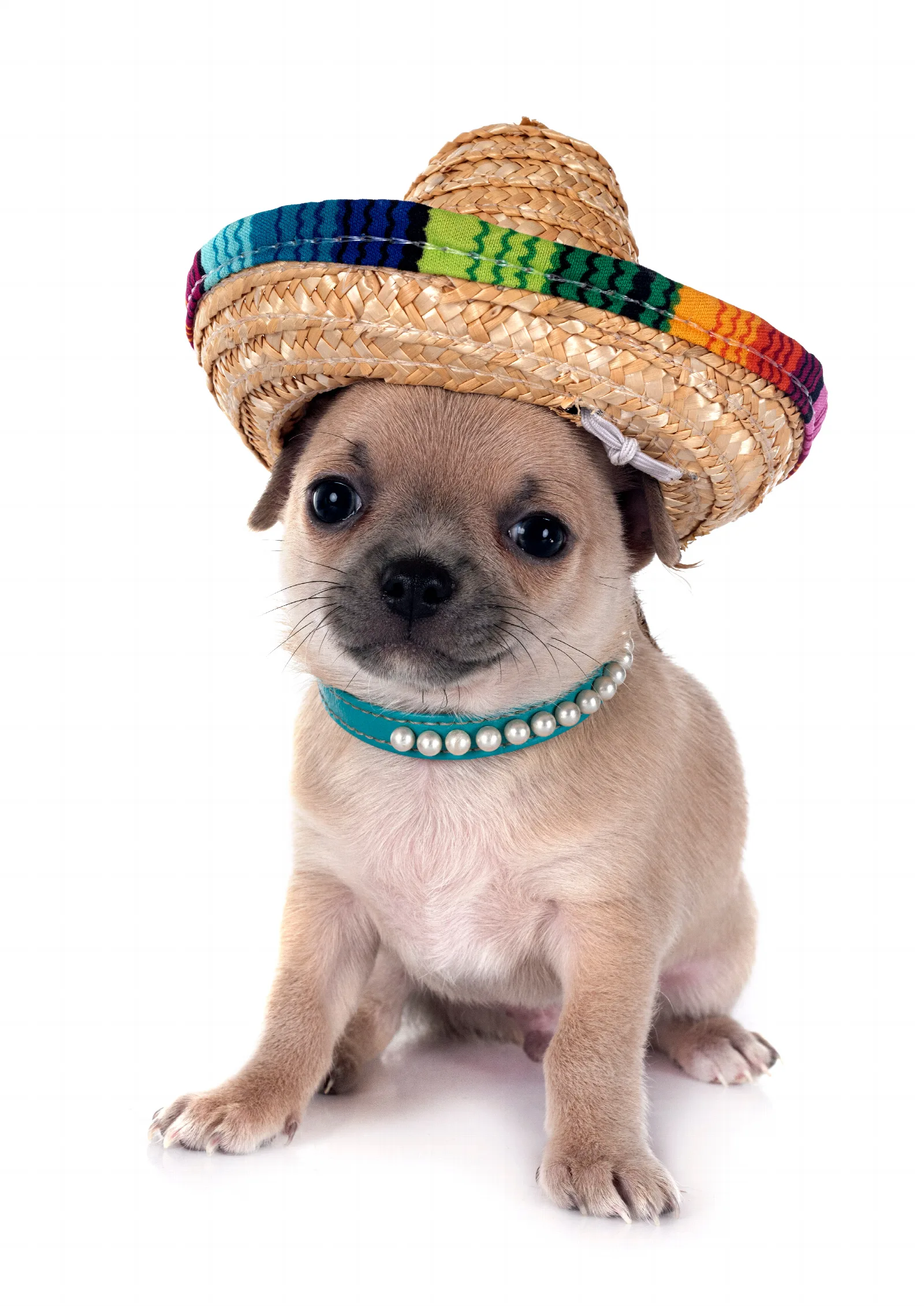 Chihuahua Mixes: The Complete Guide to the Cross Family
