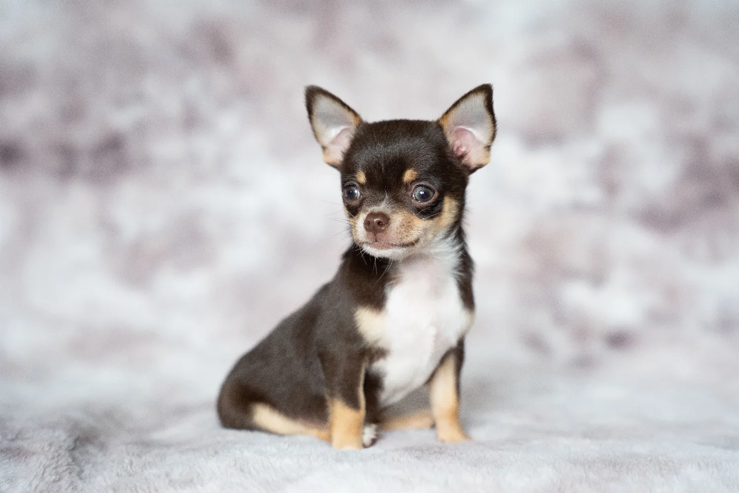 Chihuahua Puppy Training Timeline