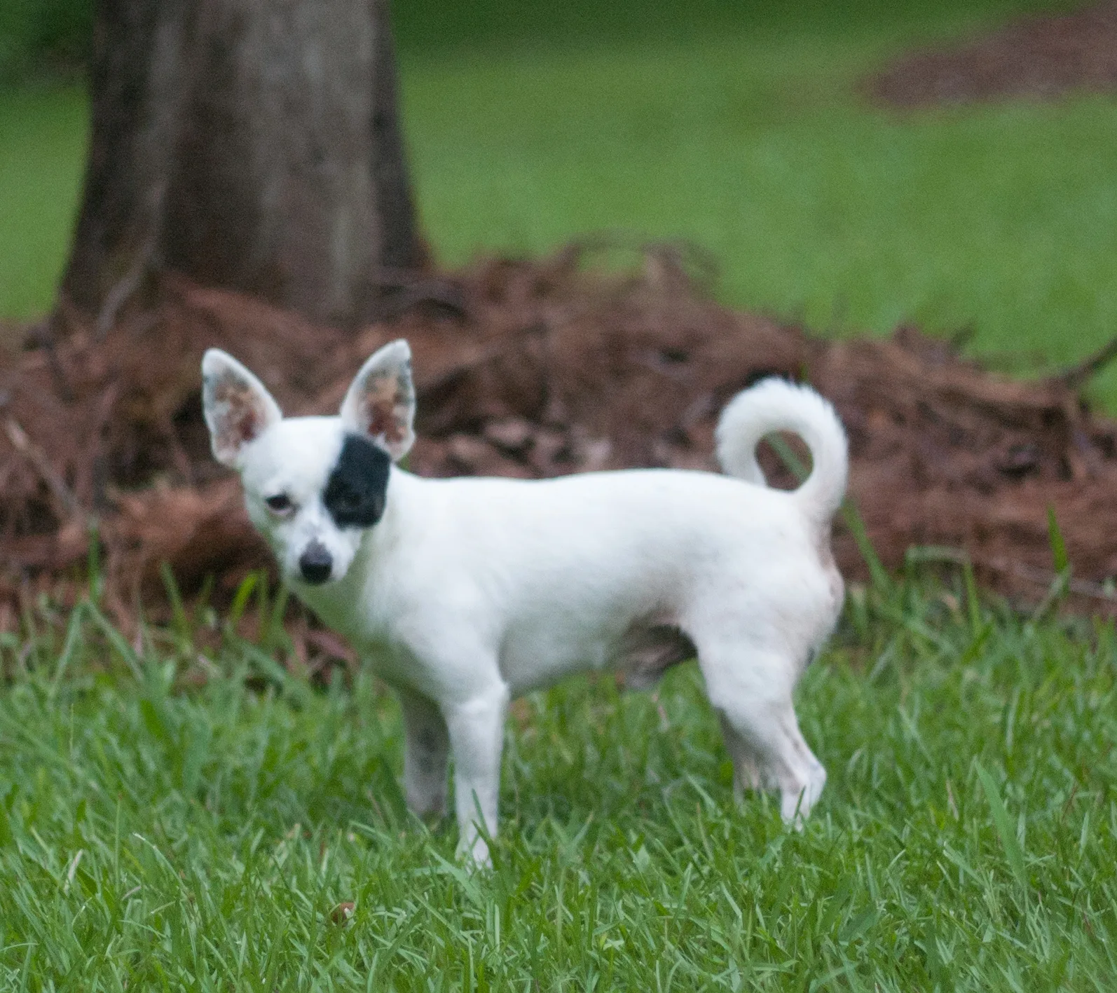 Chihuahua Tear Stains: Causes and What Actually Works