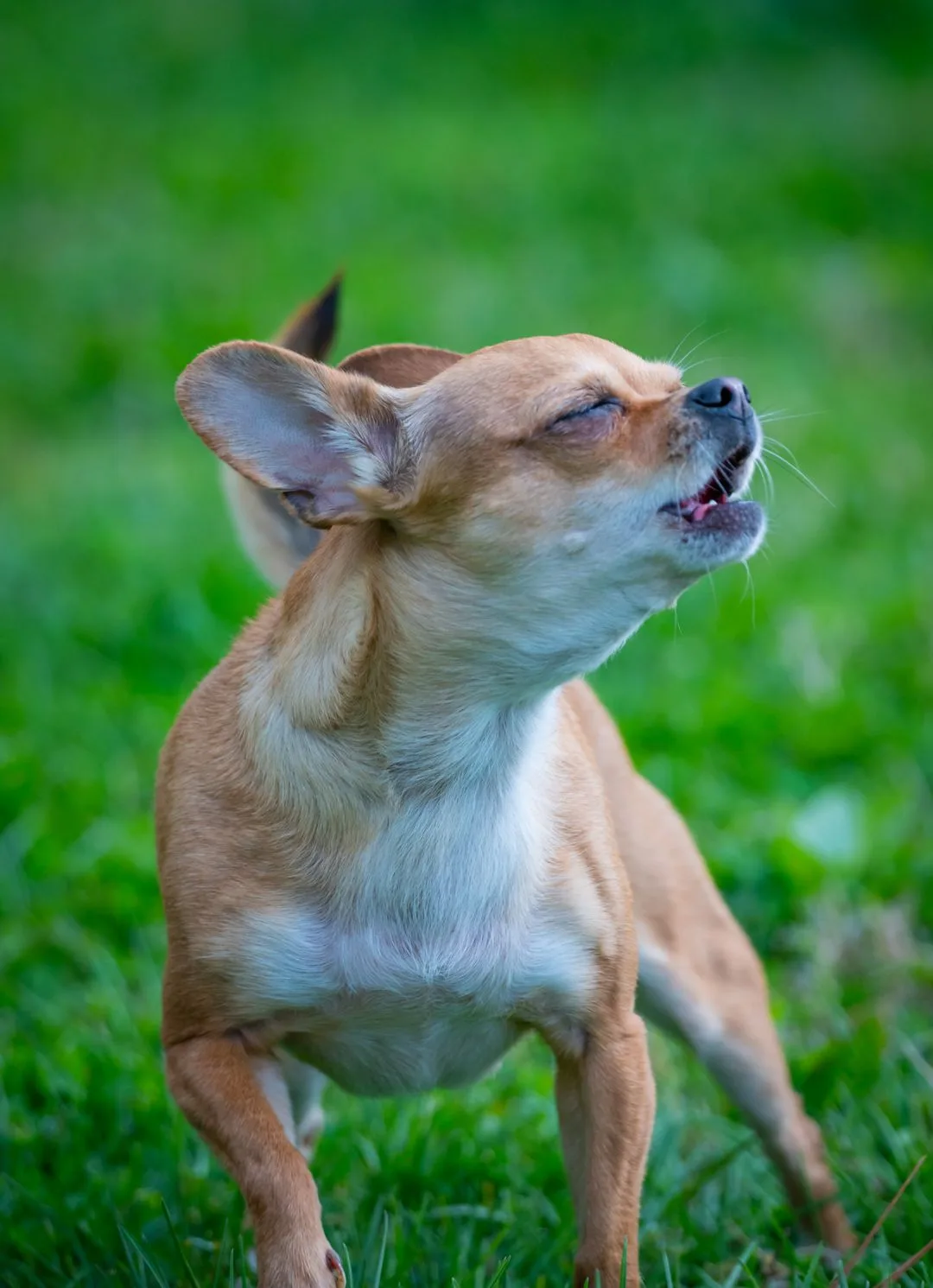 Why Chihuahuas Are the Worst Dog Breed: A Love Letter