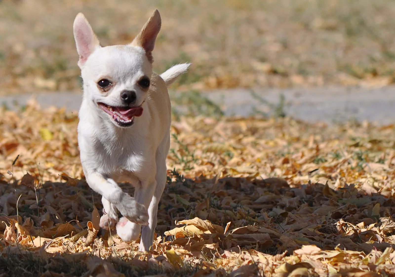 Why Chihuahuas Stick Their Tongue Out: 6 Reasons