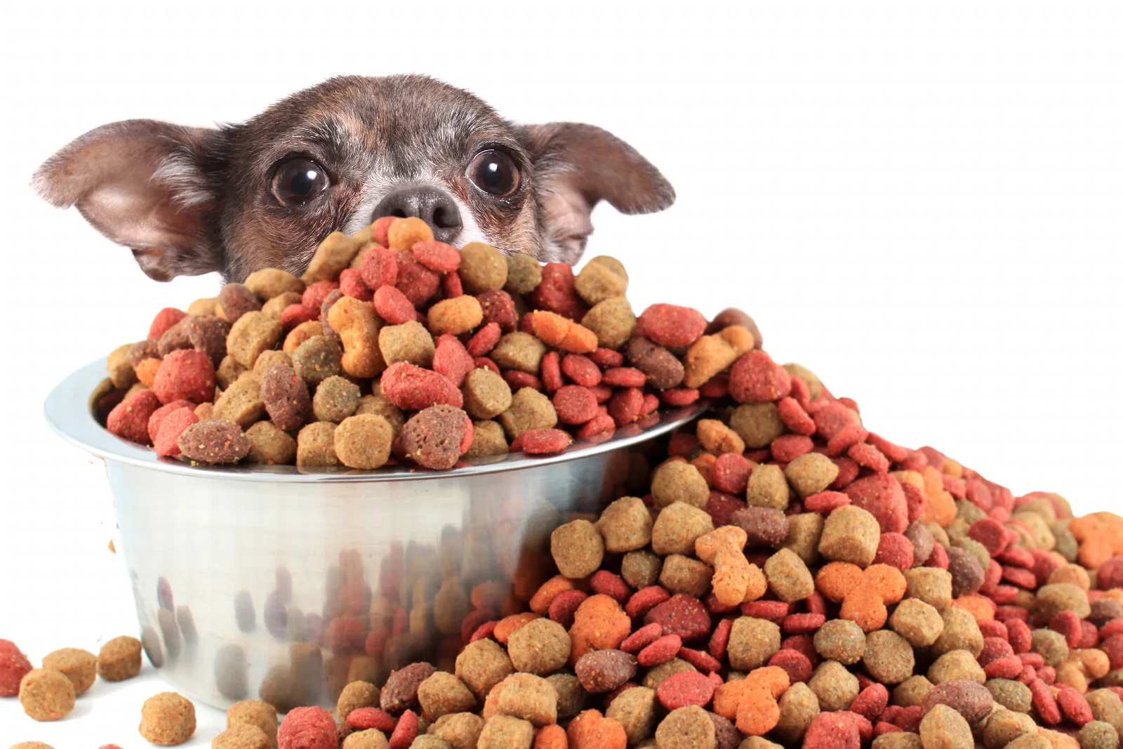 Chihuahua Weight Management: Spotting Extra Weight and Losing It Safely