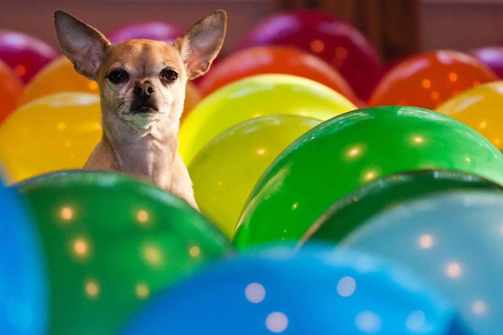A fawn smooth-coat chihuahua with large upright ears looking out from among brightly coloured balloons