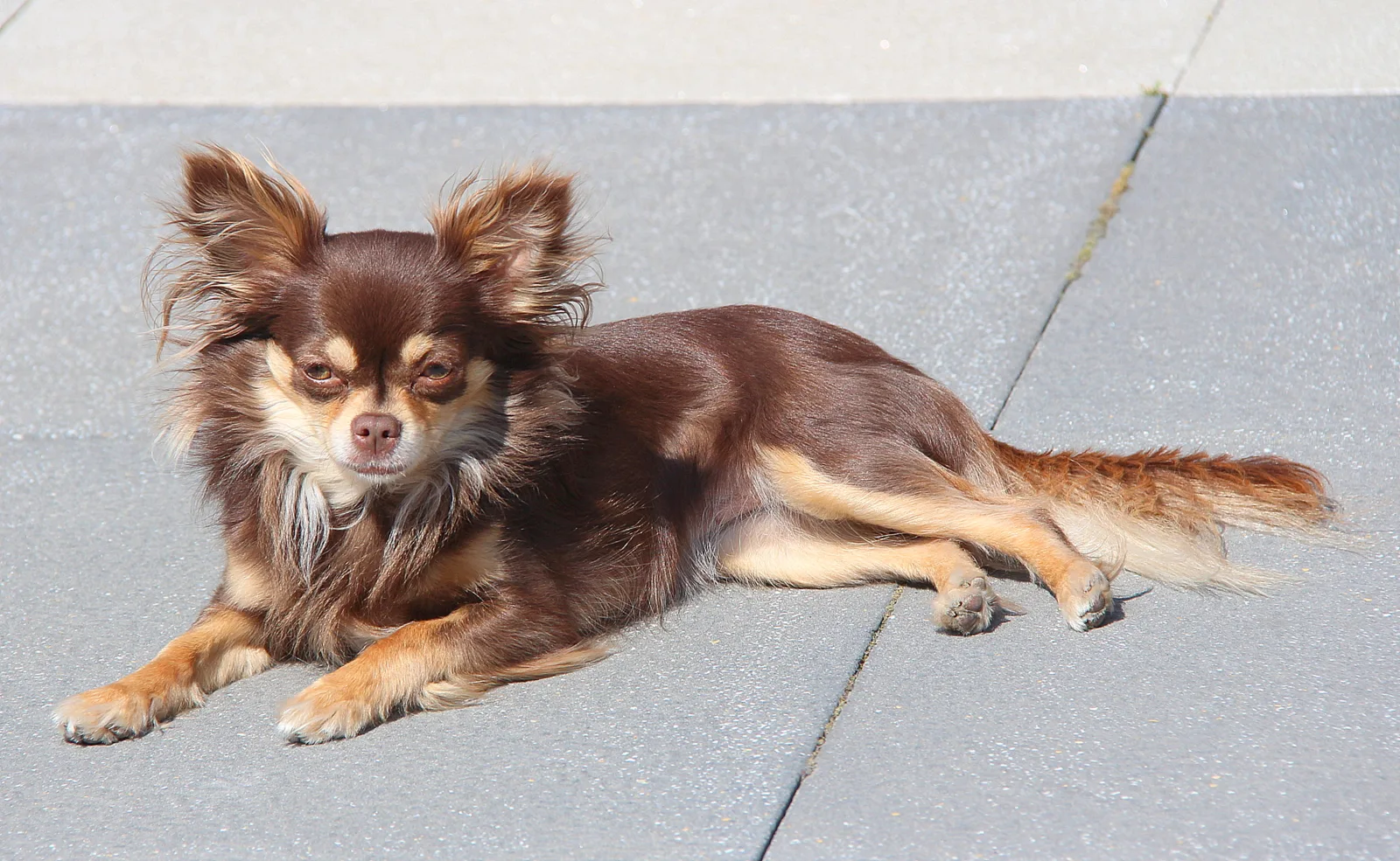 Do Chihuahuas Shed? What to Expect From Both Coats