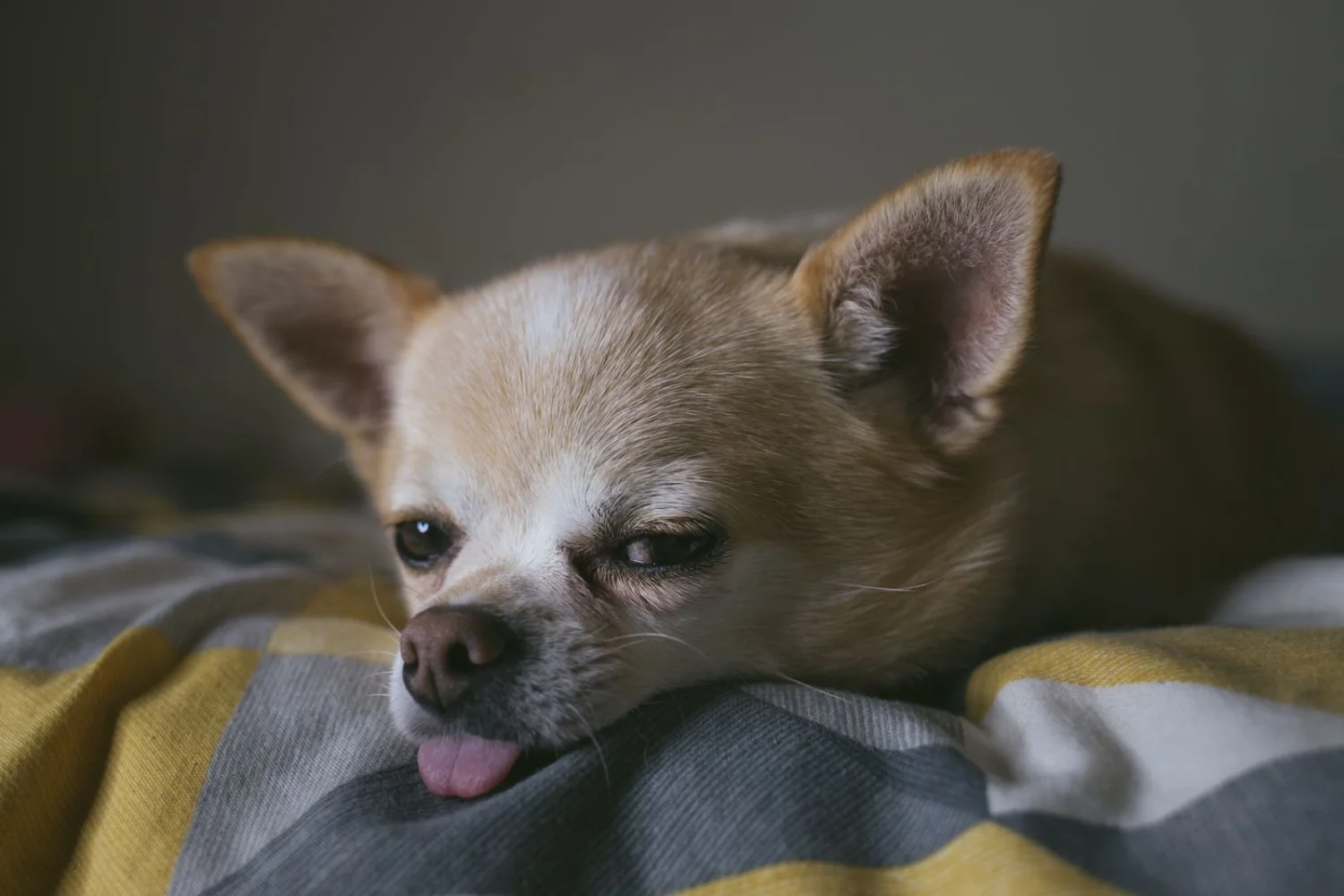 Fostering a Chihuahua: What to Expect and How to Start