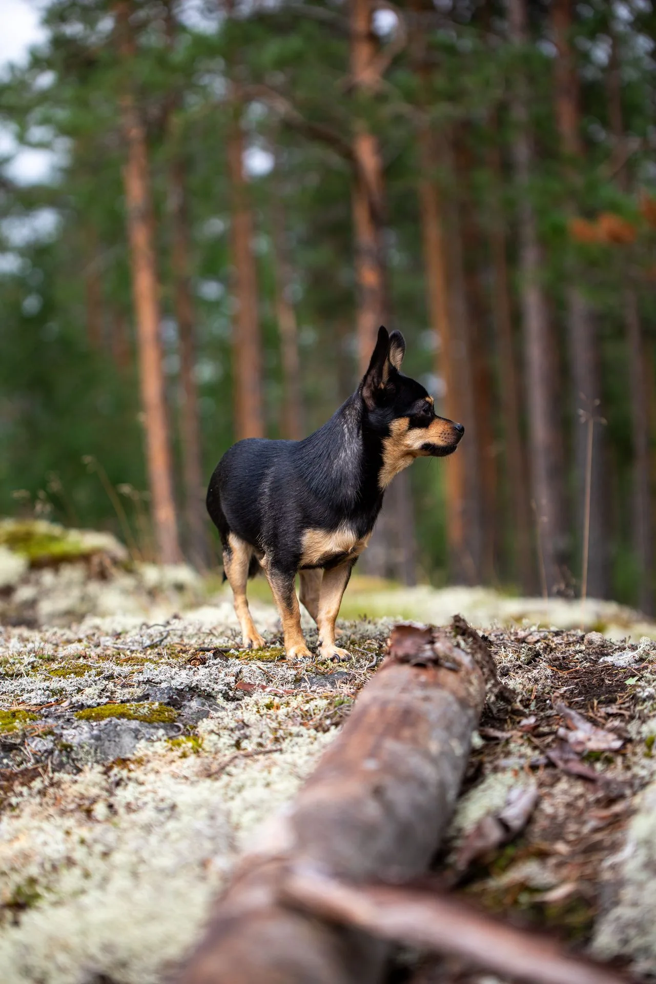 A black and tan chihuahua standing confidently on a mossy forest trail