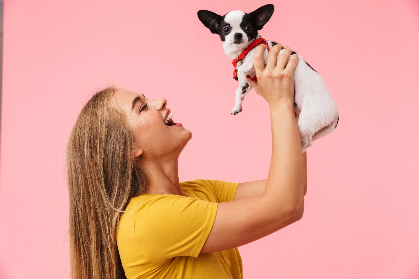 How Do Chihuahuas Show Their Love? Reading the Signs
