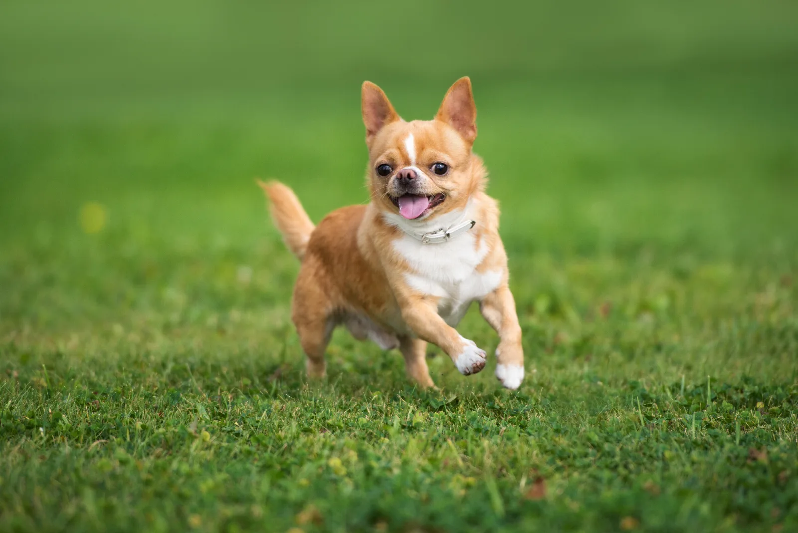 How to Leash Train Your Chihuahua and Actually Enjoy Walks