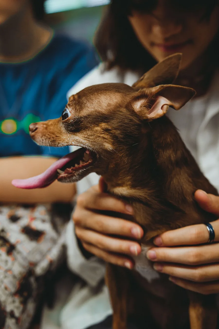 Tony Hawk: The Chihuahua Puppy Dropped by a Hawk in 2019