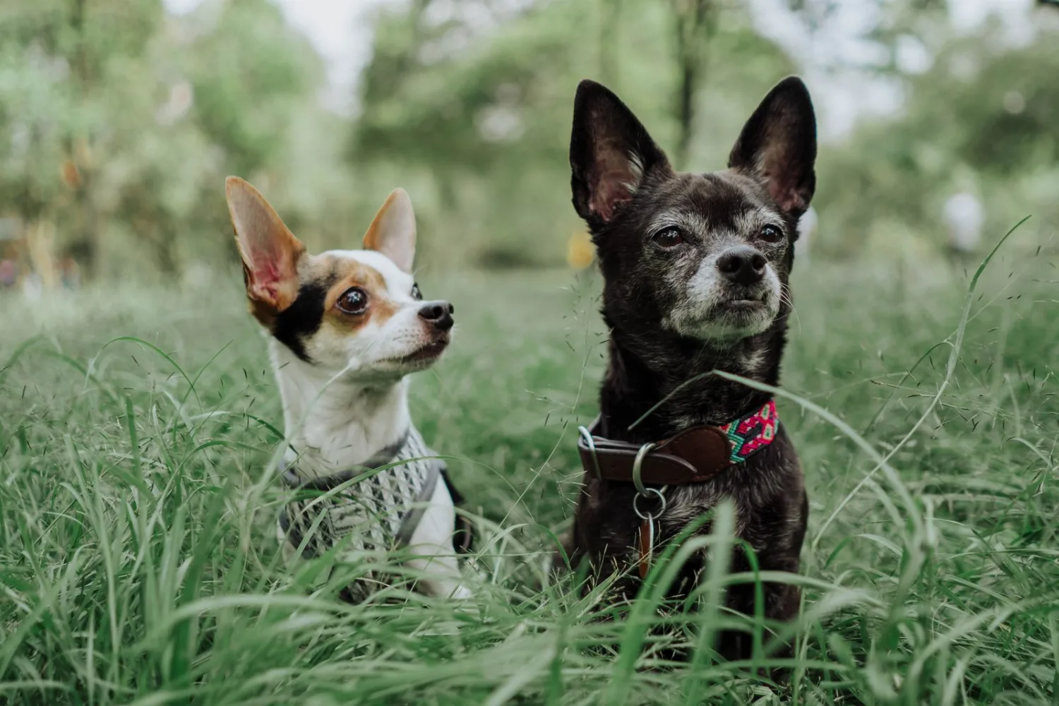 When to Get a Second Chihuahua (and When Not To)