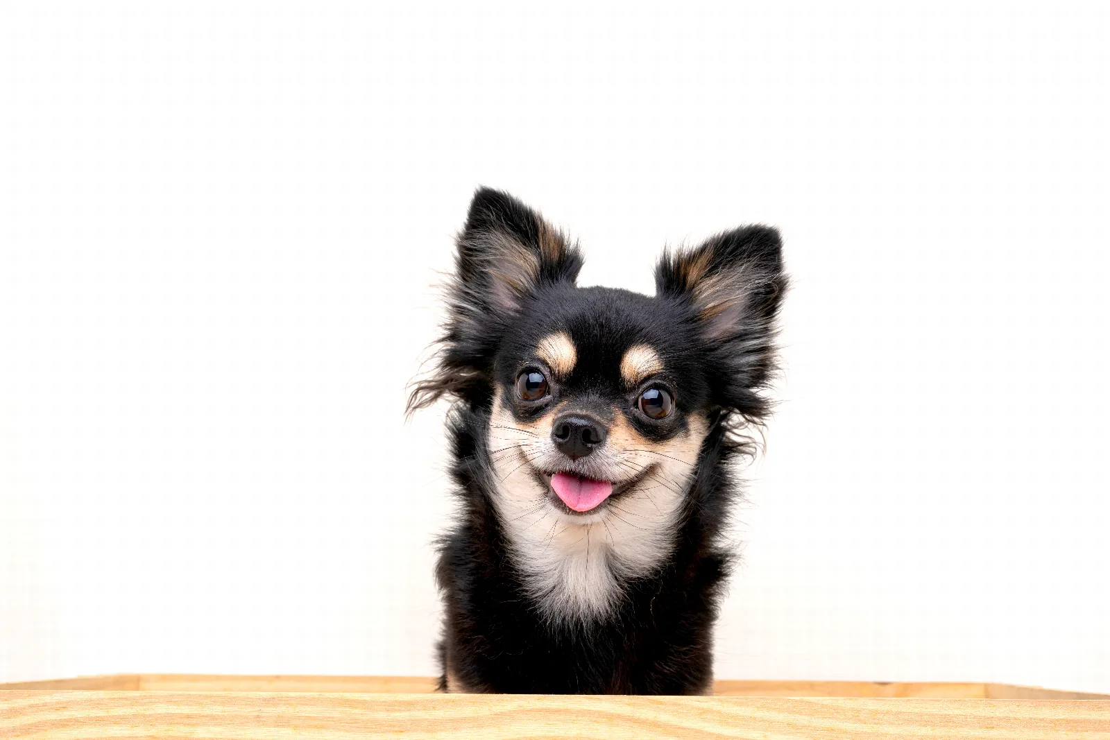 Why Do Chihuahuas Whine and Cry So Much? What Each Sound Means