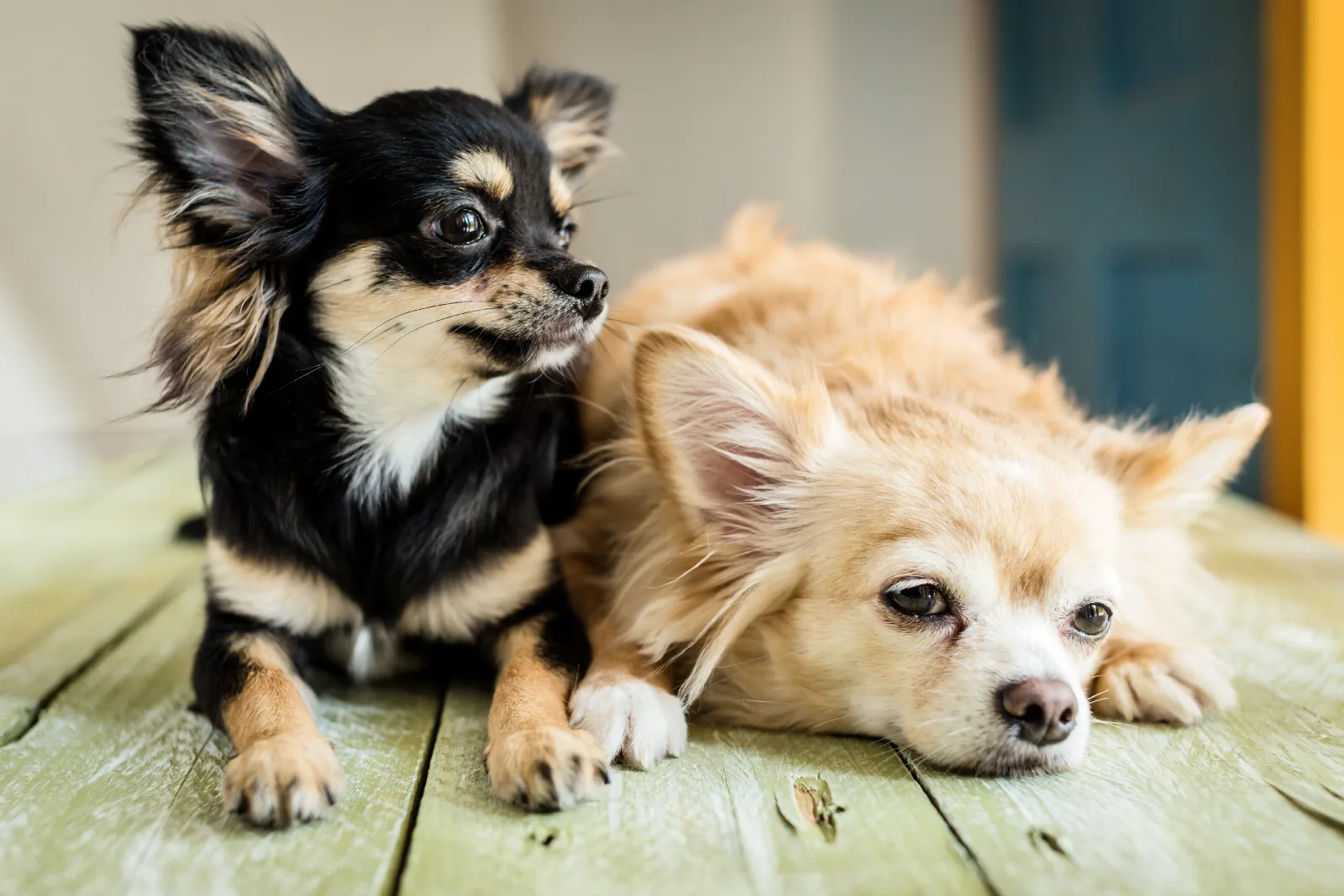 Why Does My Chihuahua Fart So Much? Causes and Calm Fixes