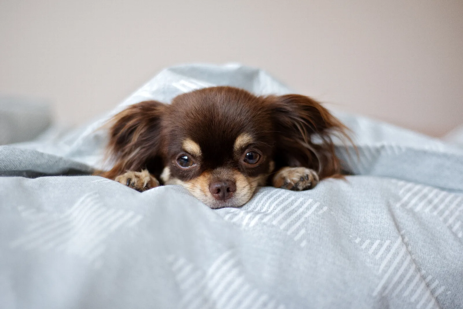 Why Is My Chihuahua Vomiting? Causes and When to Worry